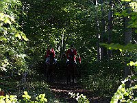 Hest